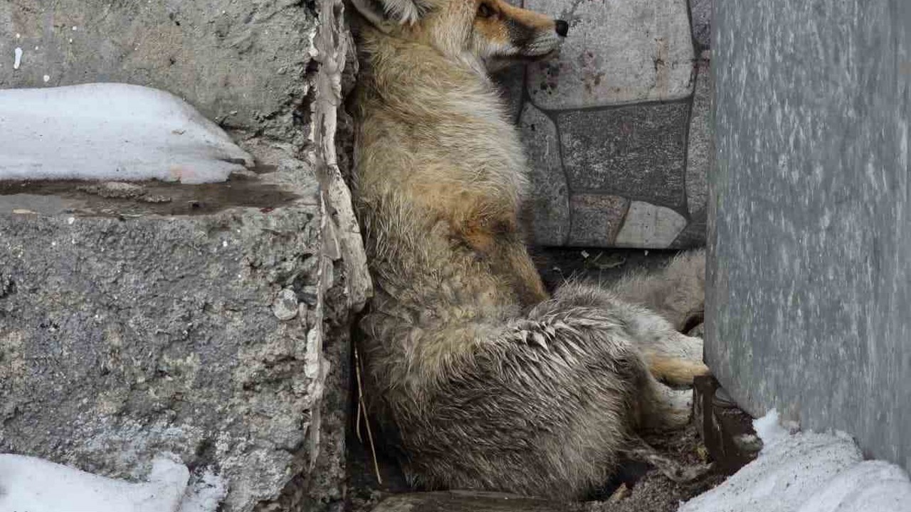 Ardahan’ın Damal ilçesinde yaralanan tilkiye belediye başkanı sahip çıktı
