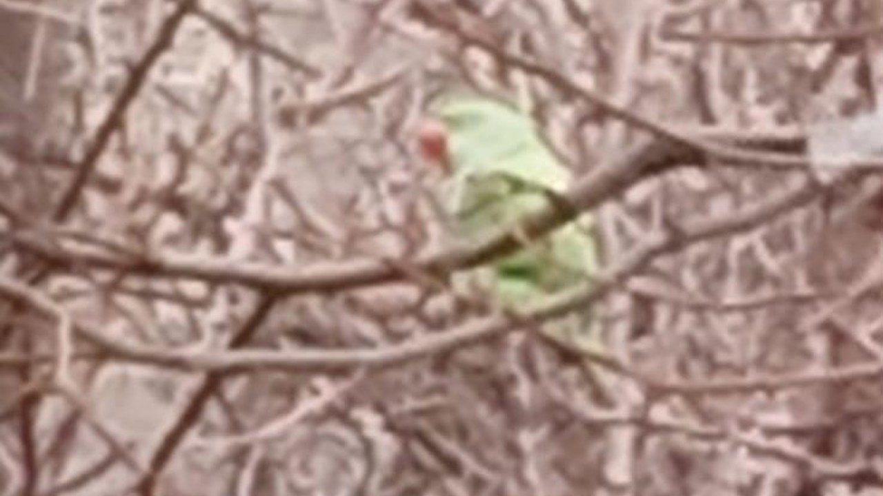 Evden kaçan papağan 2,5 yıldır doğada yaşıyor
