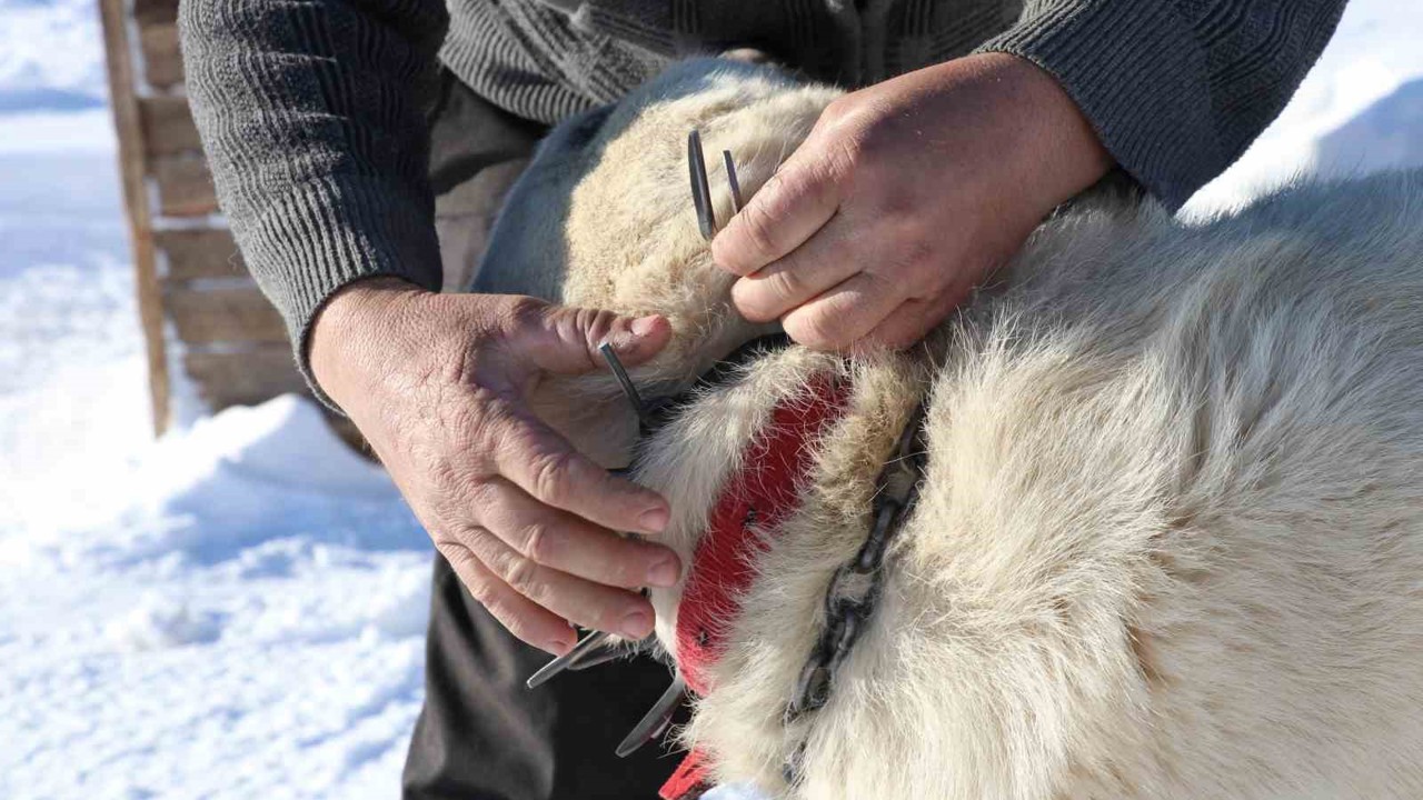 Gürün çengeli Kangal köpeklerine can simidi oluyor
