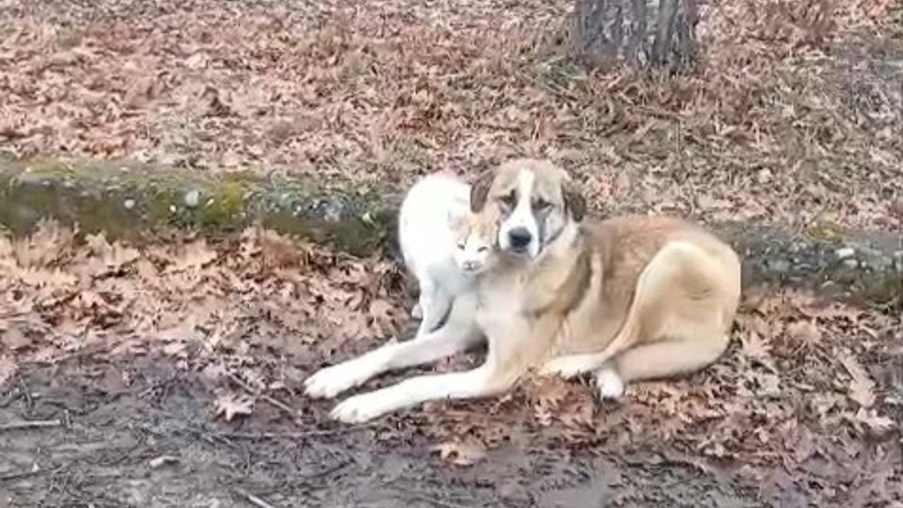 Kedi ve köpeğin dostluğu yüzleri güldürdü
