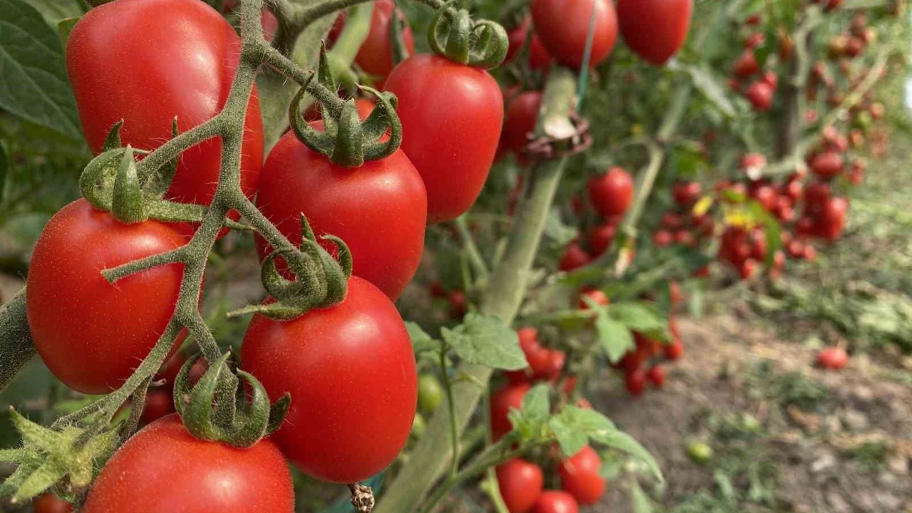 Antalya Ticaret Borsası, Ocak ayı hal endeksini açıkladı
