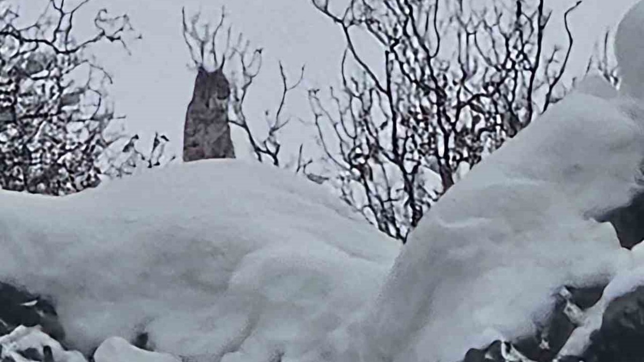 Elazığ’da koruma altındaki vaşak görüntülendi
