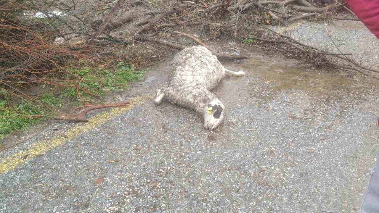 Söke’de sel sularına kapılan 46 küçükbaş hayvan telef oldu
