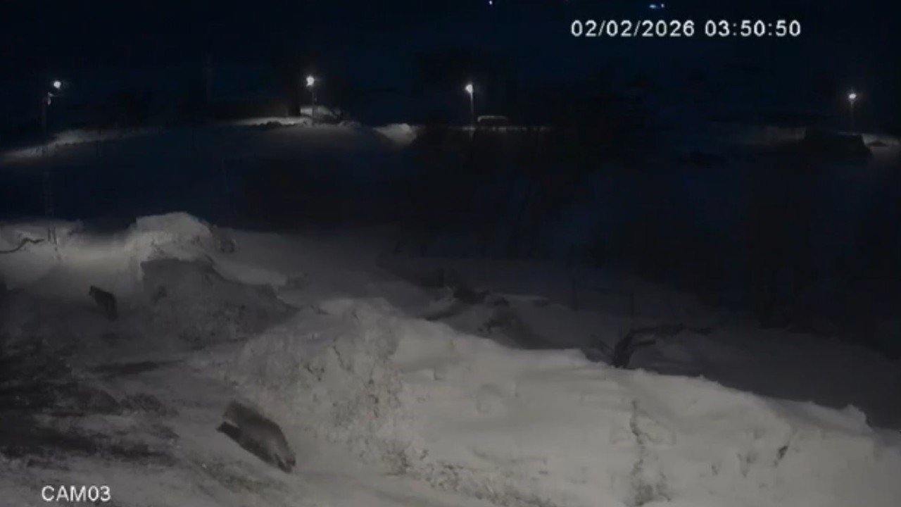 Kars’ta kurtlar köylerde cirit atıyor
