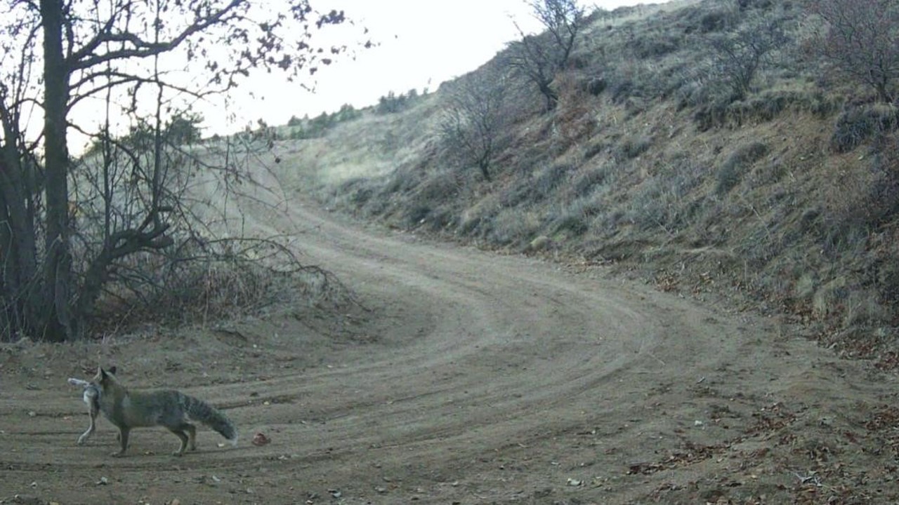 Nevşehir’de yaban hayatı fotokapan ile görüntülendi
