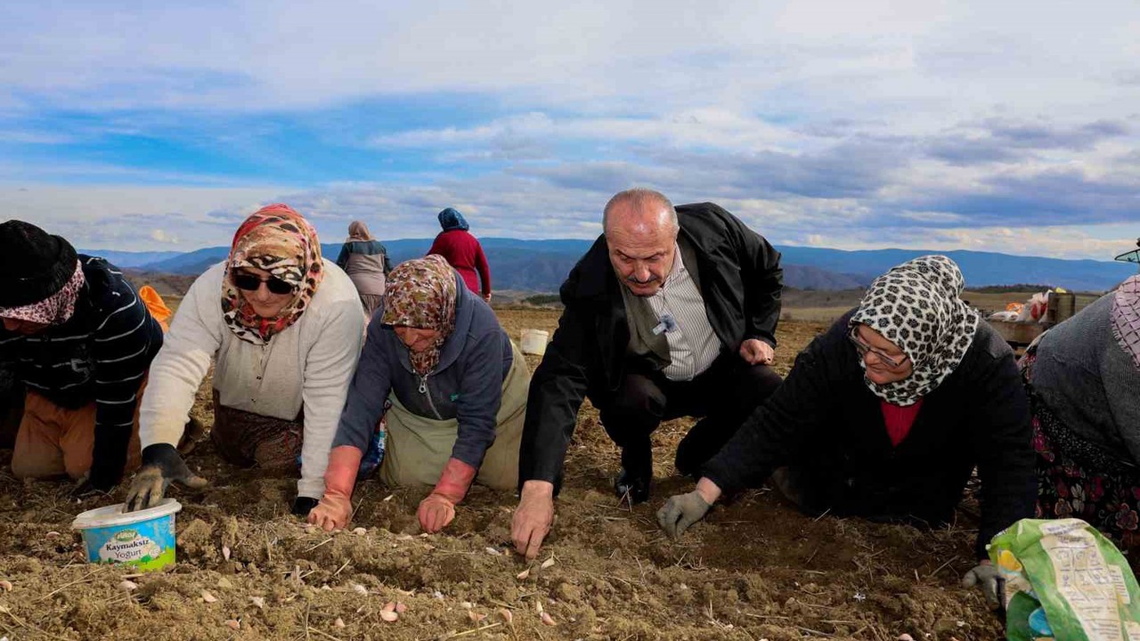Dünyaca ünlü Taşköprü sarımsağının ekim sezonu erken başladı
