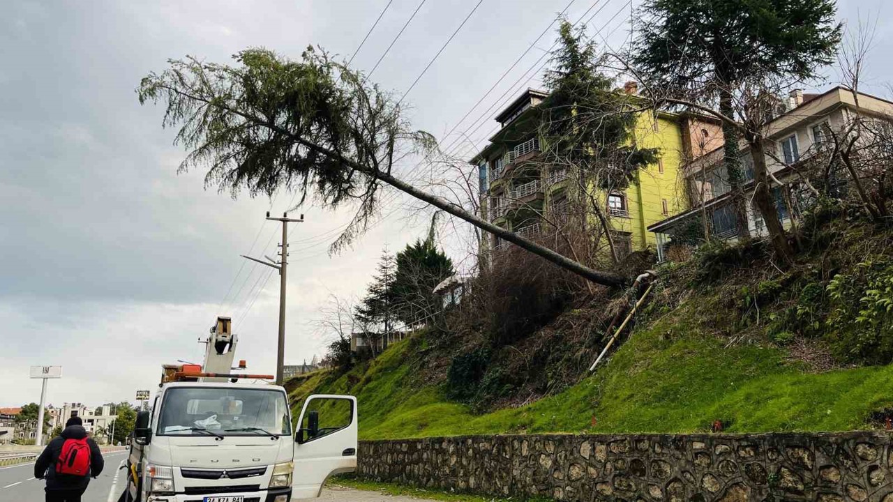 Ordu’da çam ağacı yüksek gerilim hattına devrildi
