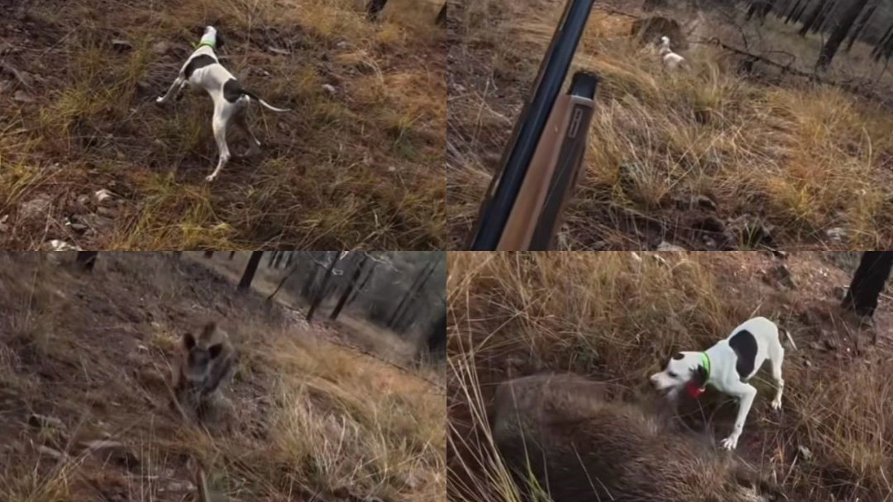 Mersin’de av sırasında domuz saldırısı kamerada
