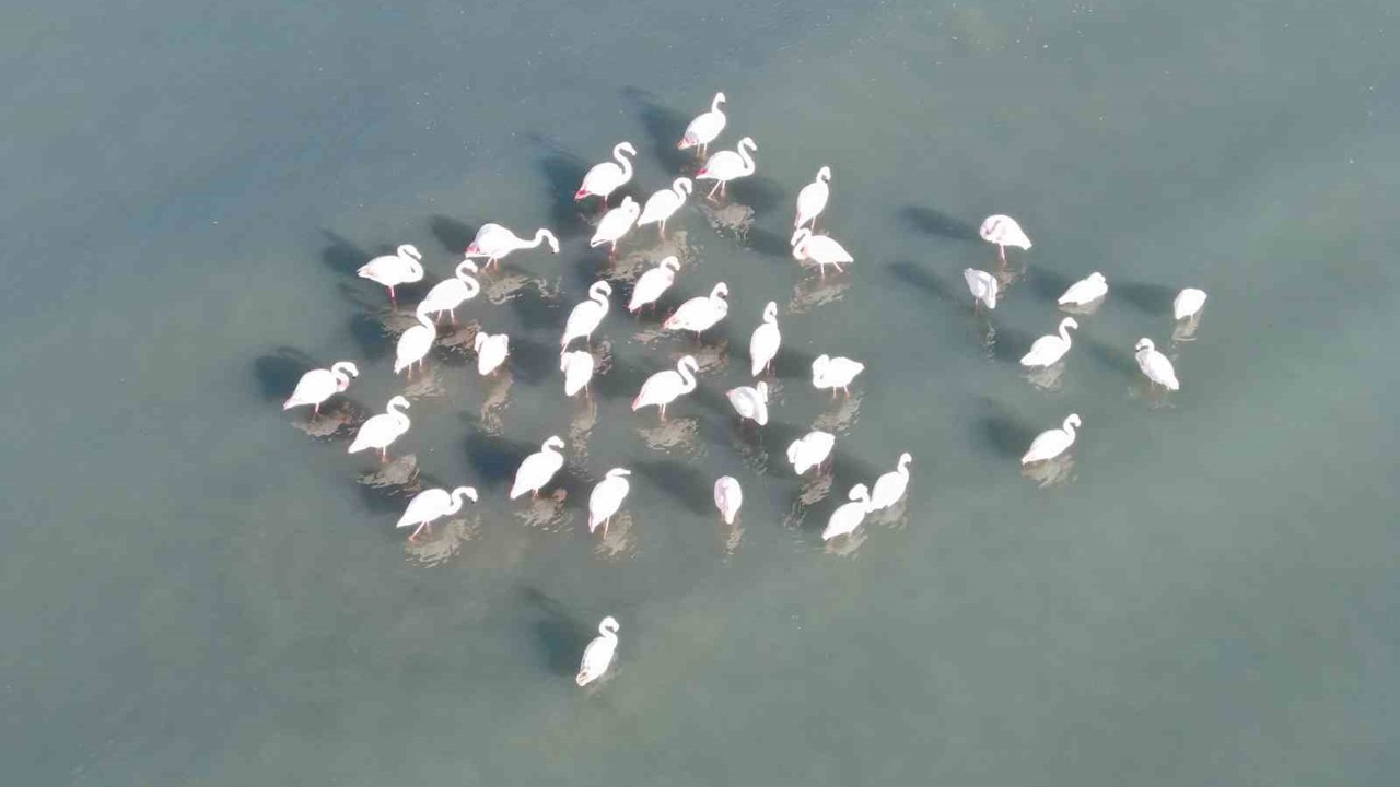 Flamingolar bu yıl da Van’dan göç etmedi
