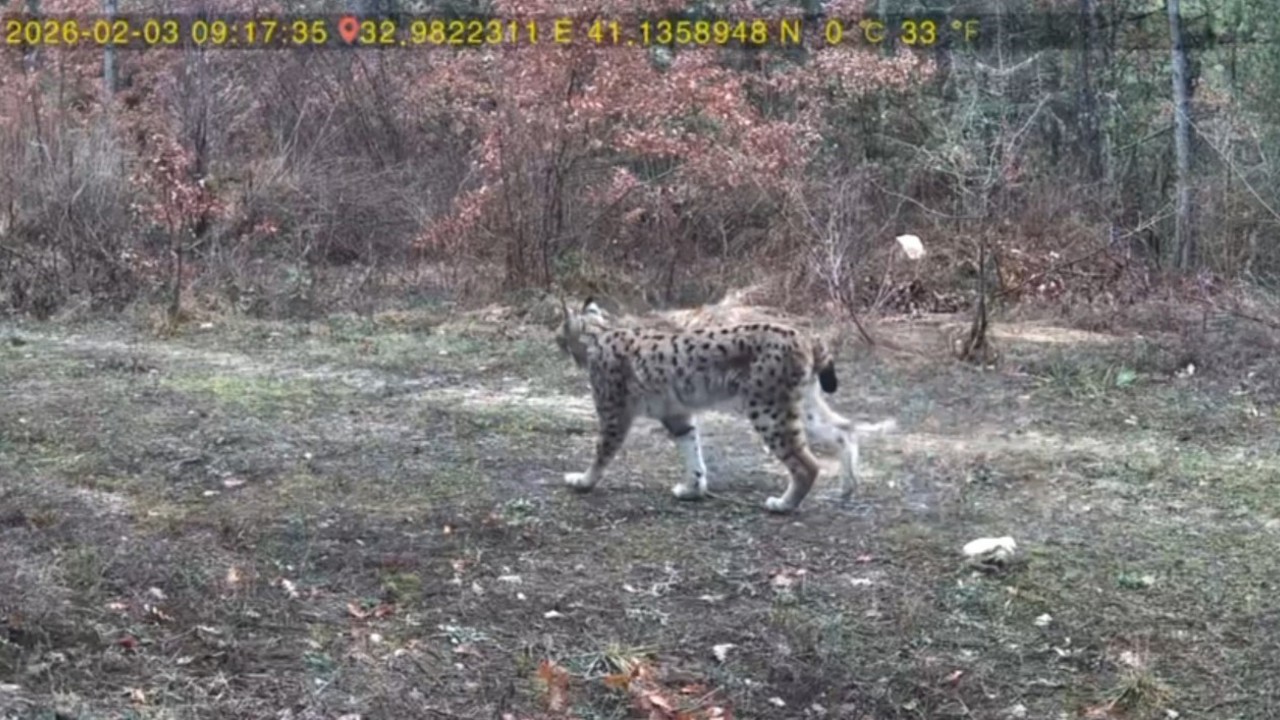 Vaşak ve karaca yavrusu fotokapanla görüntülendi
