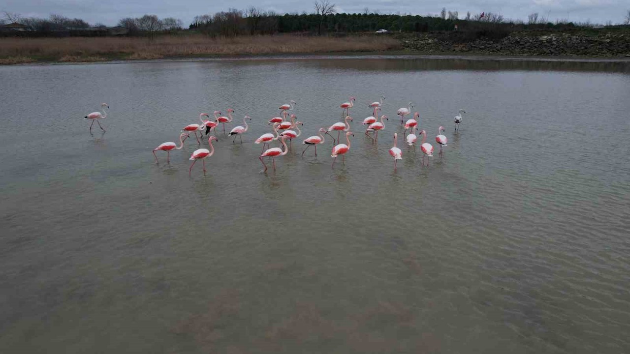 Flamingolar Büyükçekmece Gölü’nde görüntülendi
