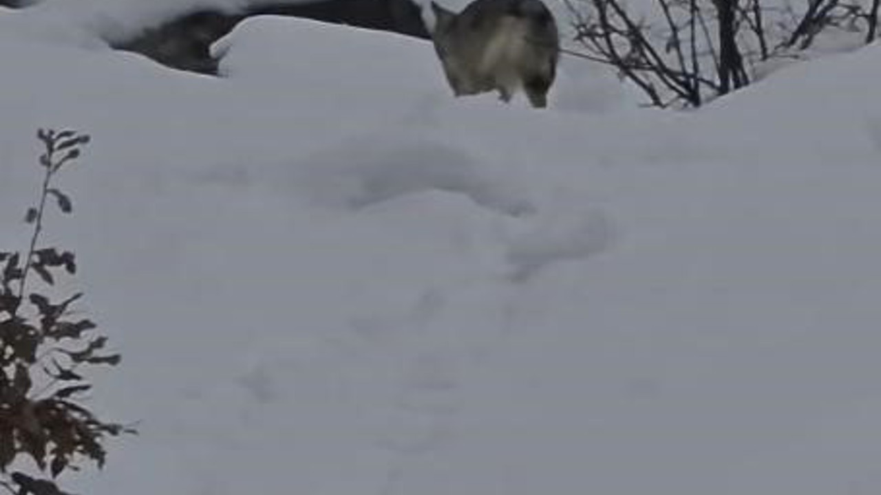 Pülümür Vadisi’nde yiyecek arayan kurt kamerada
