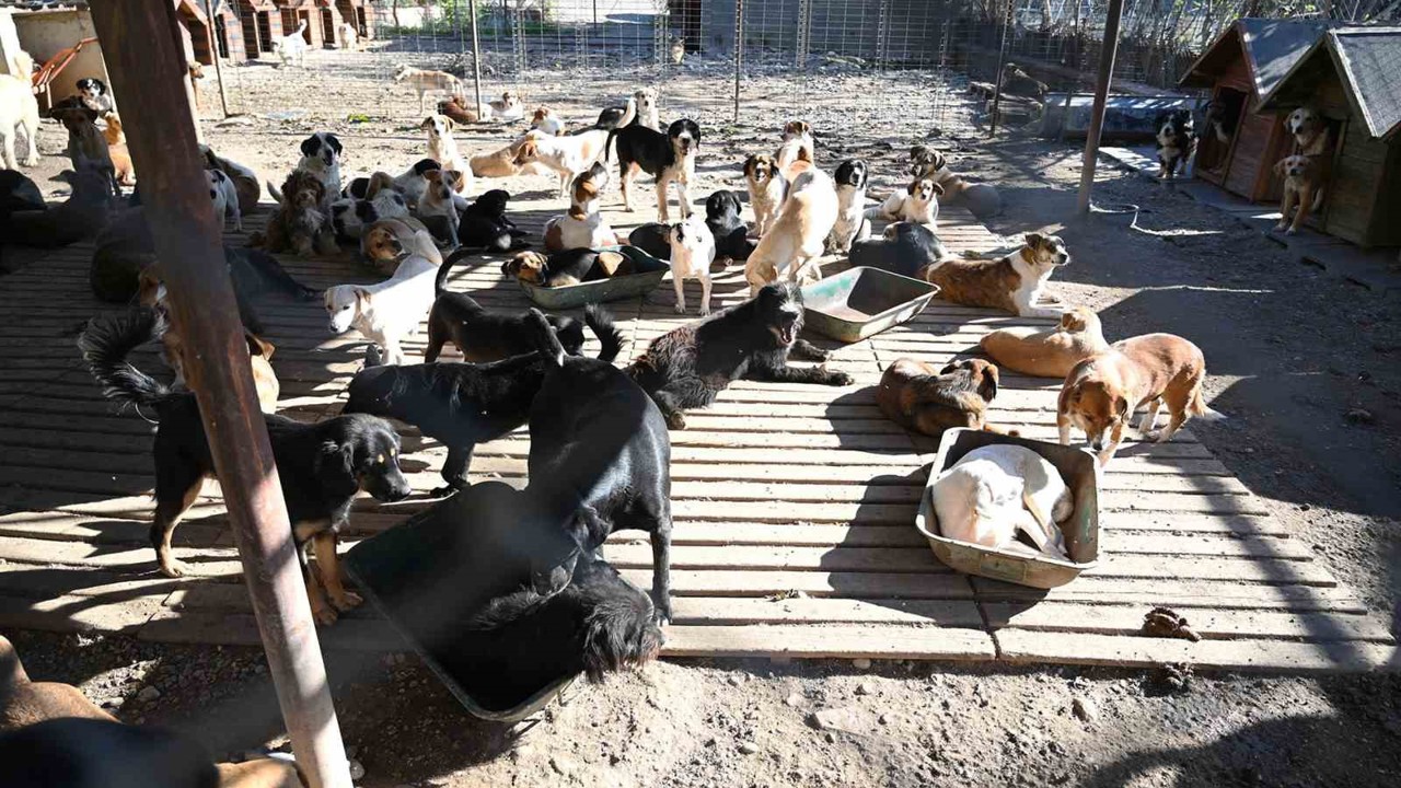 Kemer’de ocak ayında 231 can dostu kısırlaştırıldı
