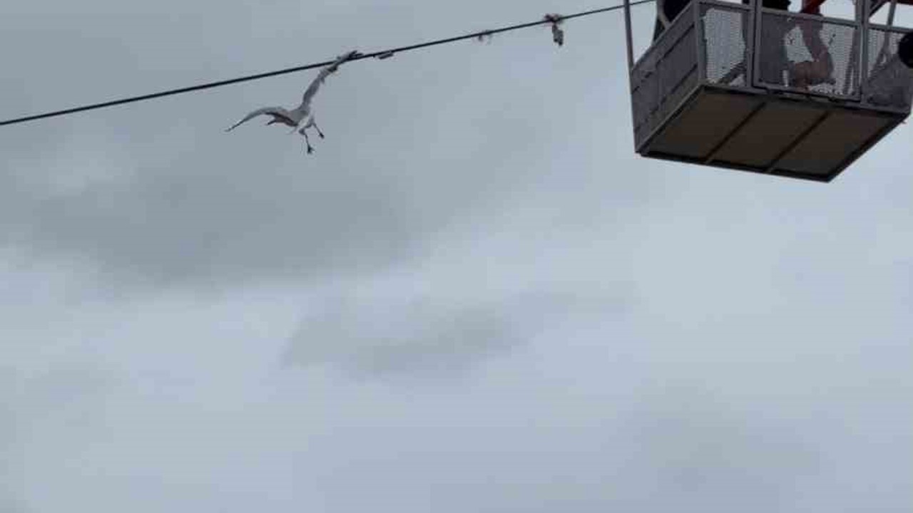 Tellerde mahsur kalan martıyı itfaiye ekipleri kurtardı
