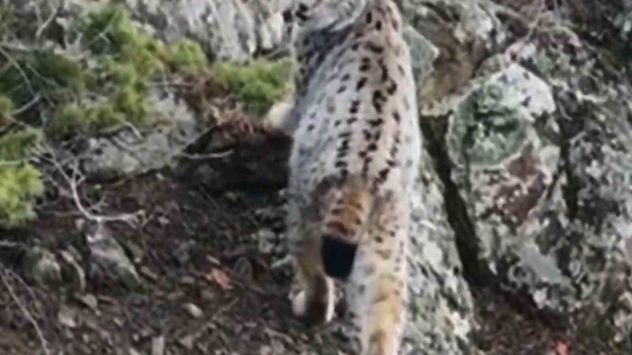Yaban hayatında nadir görüntü: Artvin’de dağların zirvesinde gebe vaşak kamerada
