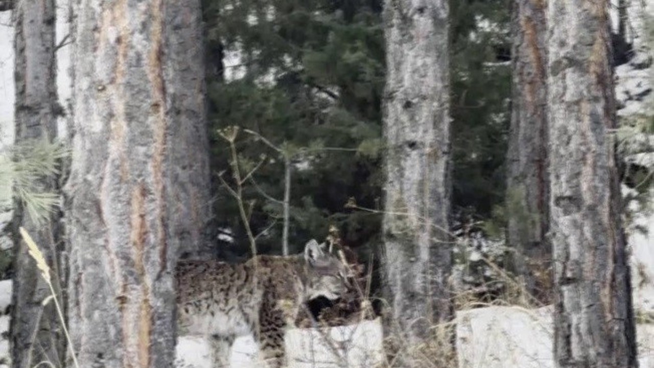 Erzurum’da nesli tehdit altındaki vaşak görüntülendi
