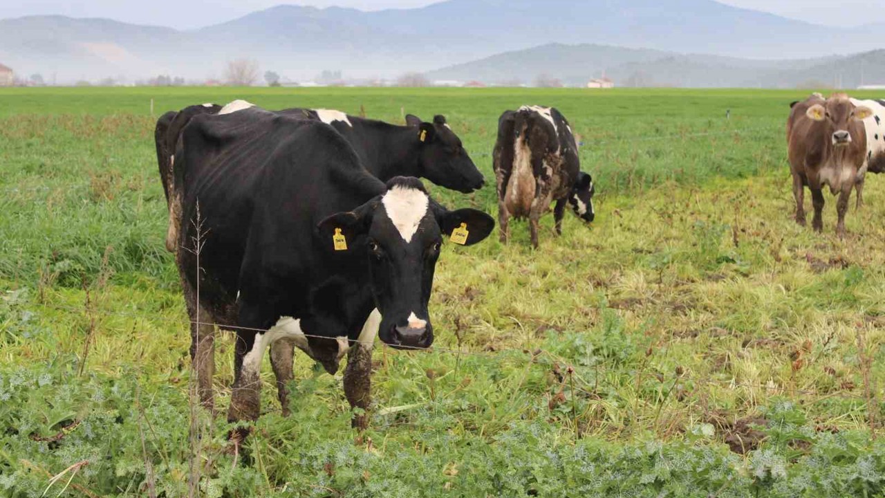 Karacasu’da şap hastalığına yönelik karantina kaldırıldı
