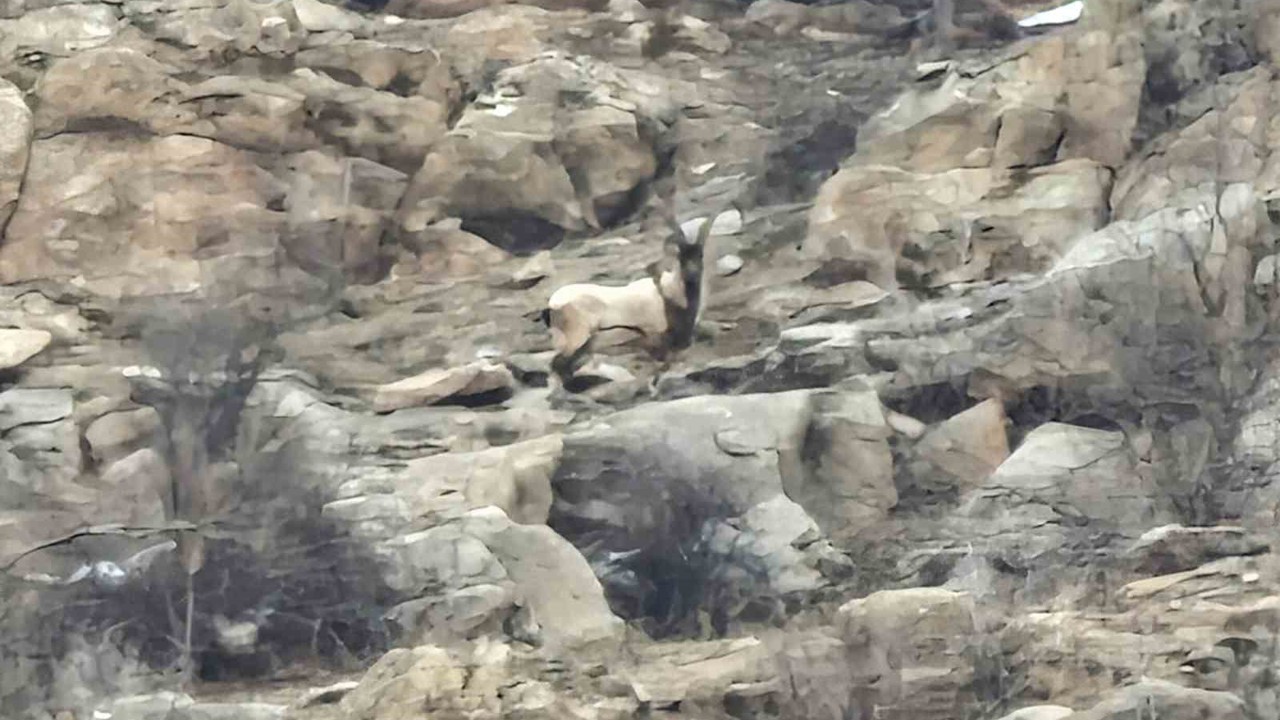 Hizan’da dağ keçileri sürü halinde görüntülendi
