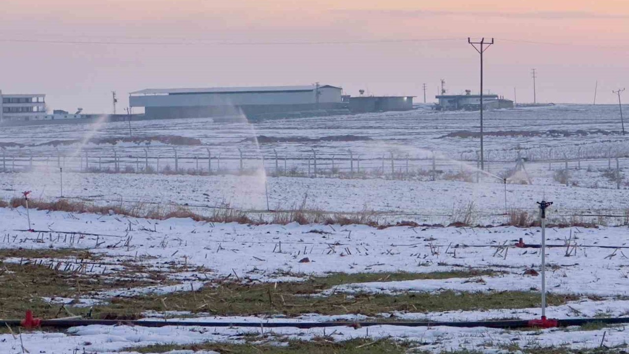 Karla kaplı arazide kaçak elektrikle sulama
