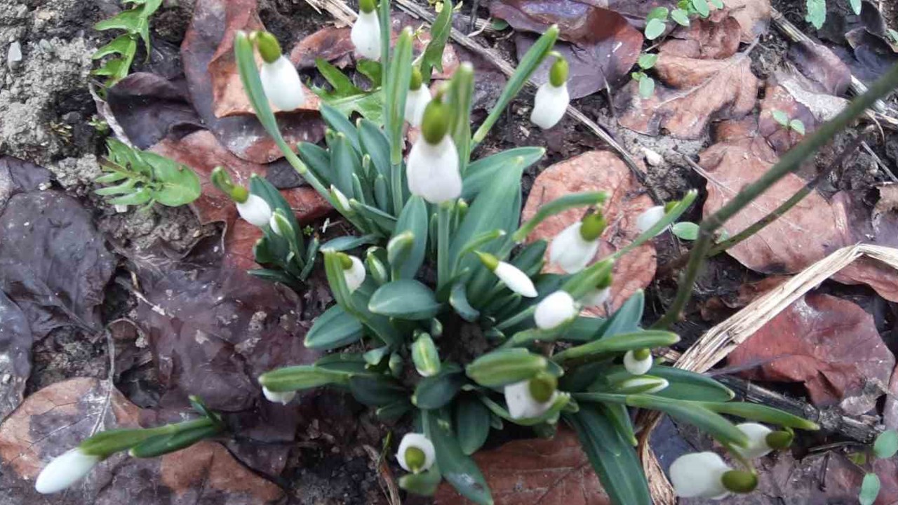 Bolu’da "baharın müjdecisi" kardelenler yüzünü erken gösterdi
