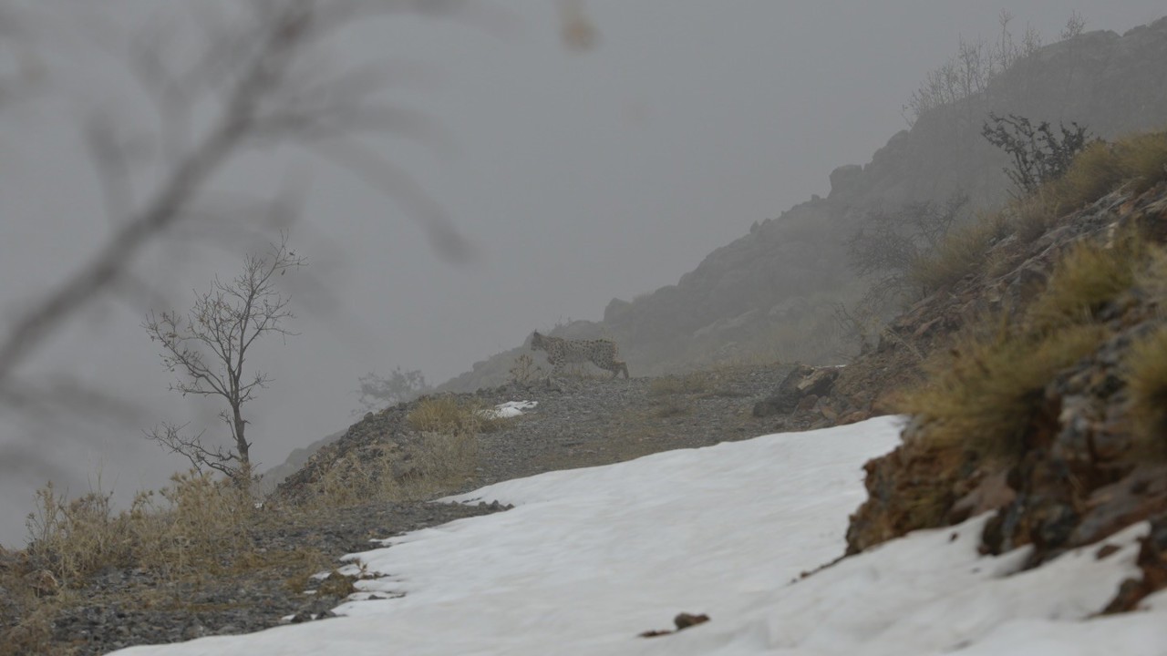 Kemaliye’de vaşak ve kızıl akbaba doğal yaşam alanlarında görüntülendi
