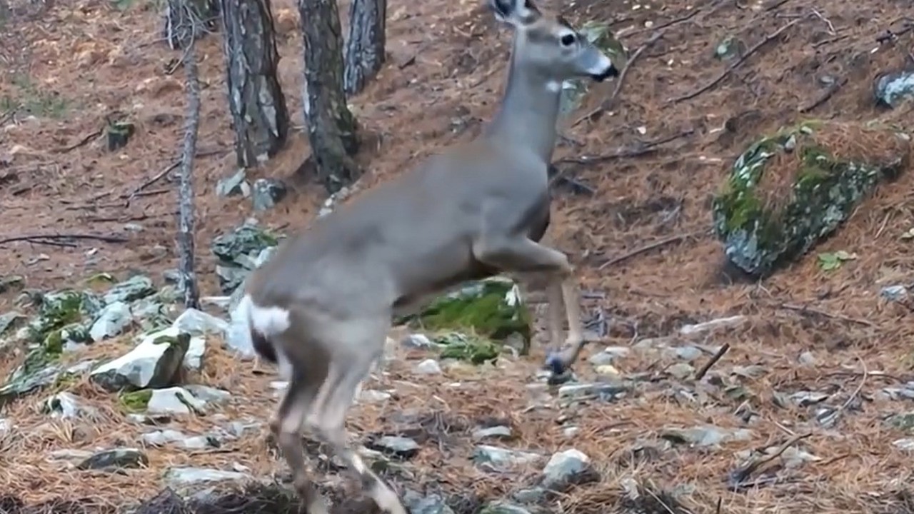 Uludağ’da fotokapana yakalanan karacanın sevimli halleri
