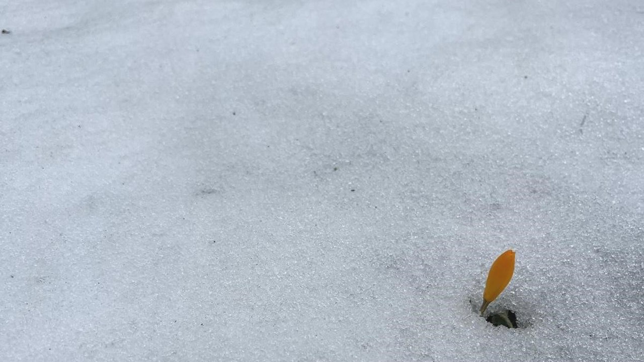 Simav Gölcük Yaylası’nda karda açan çiğdemler ilgi görüyor
