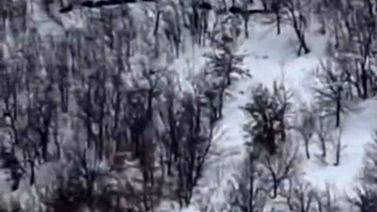 Elazığ’da domuz sürüsünü ’ordu geliyor’ diye kayda aldı
