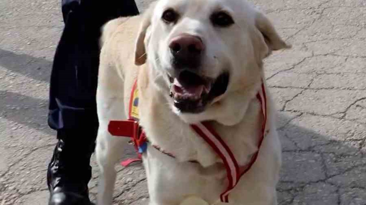 Jandarmanın hassas burnu "Medyum" 10 yıllık mesaisini tamamladı
