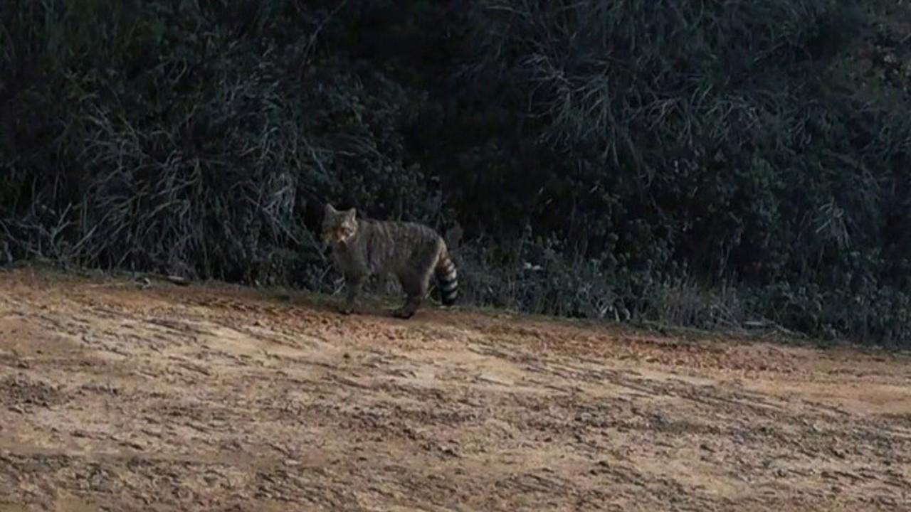 Ganos Dağları’nda yaban kedisi görüldü
