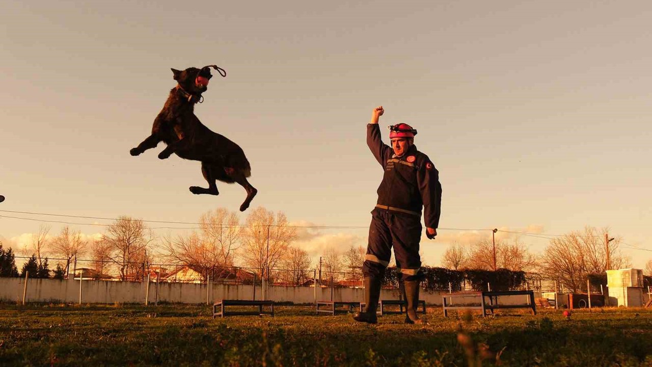 Sakarya itfaiyesinin eğitimli köpekleri operasyonlar için hazır kıta bekliyor
