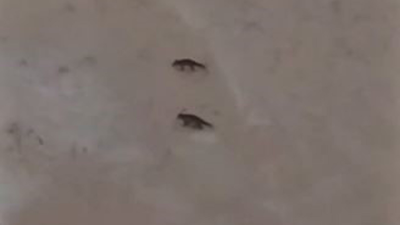 Son yılların en soğuk kışını yaşayan Sivas’ta yabani hayvanlar sık sık yerleşim bölgelerine iniyor
