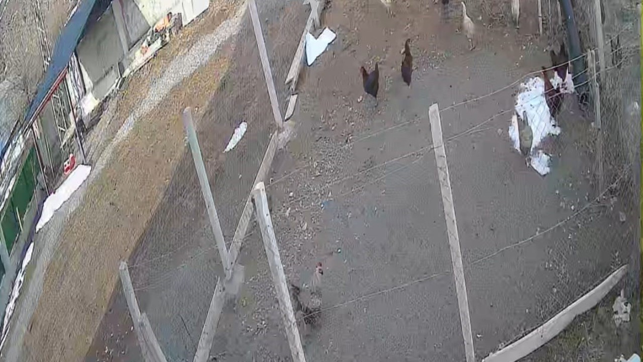 Kümese giren tilki tavuğu alıp götürdü: O anlar kamerada
