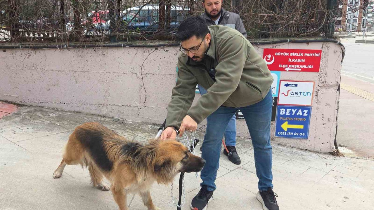 Başıboş sokak köpekleri toplanarak barınağa götürüldü

