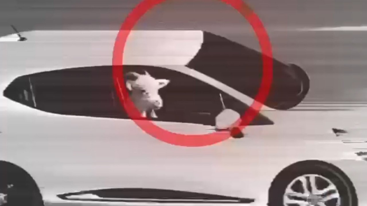 Küçükbaş hayvan hırsızlığı yapan 3 şüpheli tutuklandı
