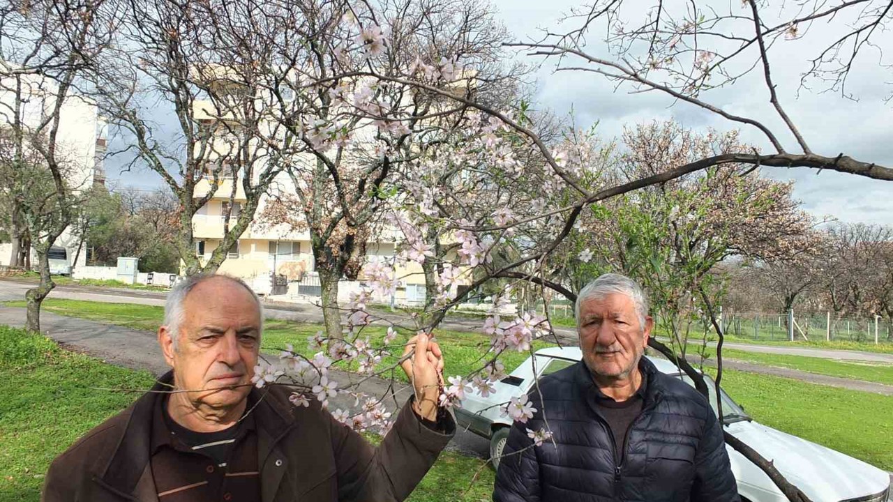 Balıkesir’de bademler çiçek açtı
