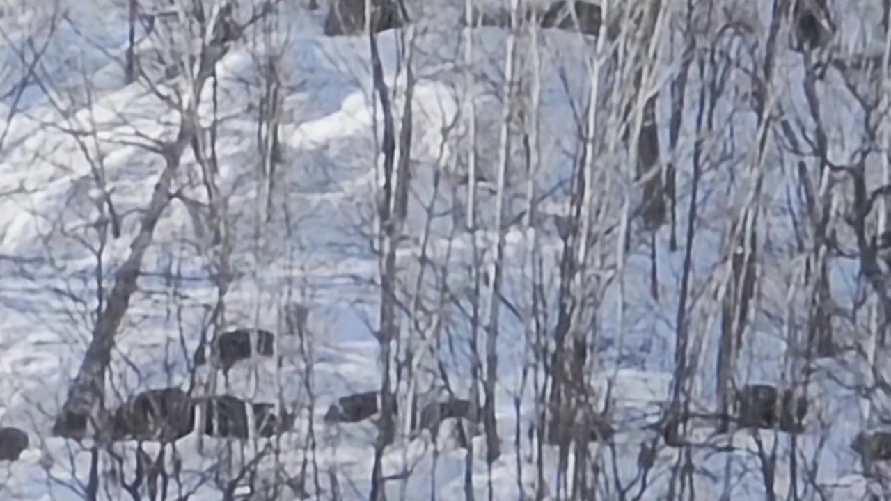 Munzur Vadisi’nde karlı dağlarda yiyecek arayan domuz sürüsü görüntülendi
