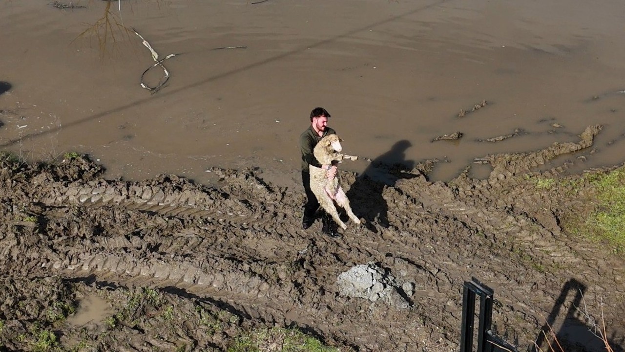 Meriç Nehri taştı; hayvanlar tahliye edildi, çiftçi malını kurtardı
