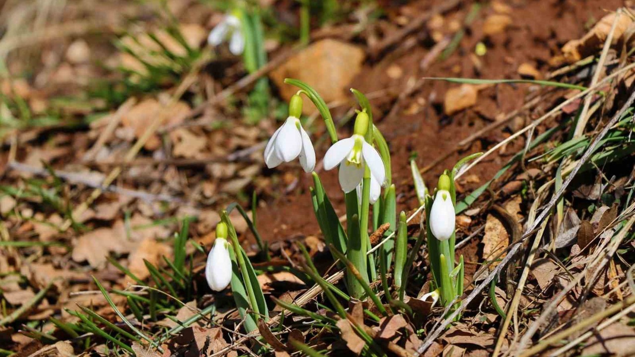 Konya’nın yüksek kesimlerinde kardelenler görücüye çıktı
