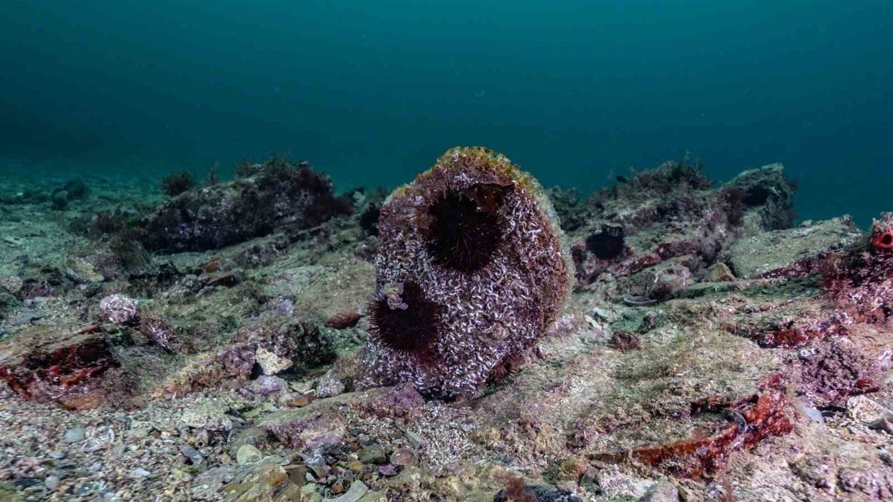Akdeniz’de çok az kaldı, Tuzla’da umut verdi

