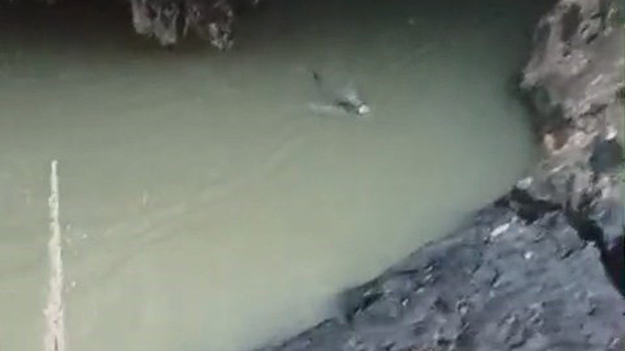 Su samuru balık avlarken görüntülendi
