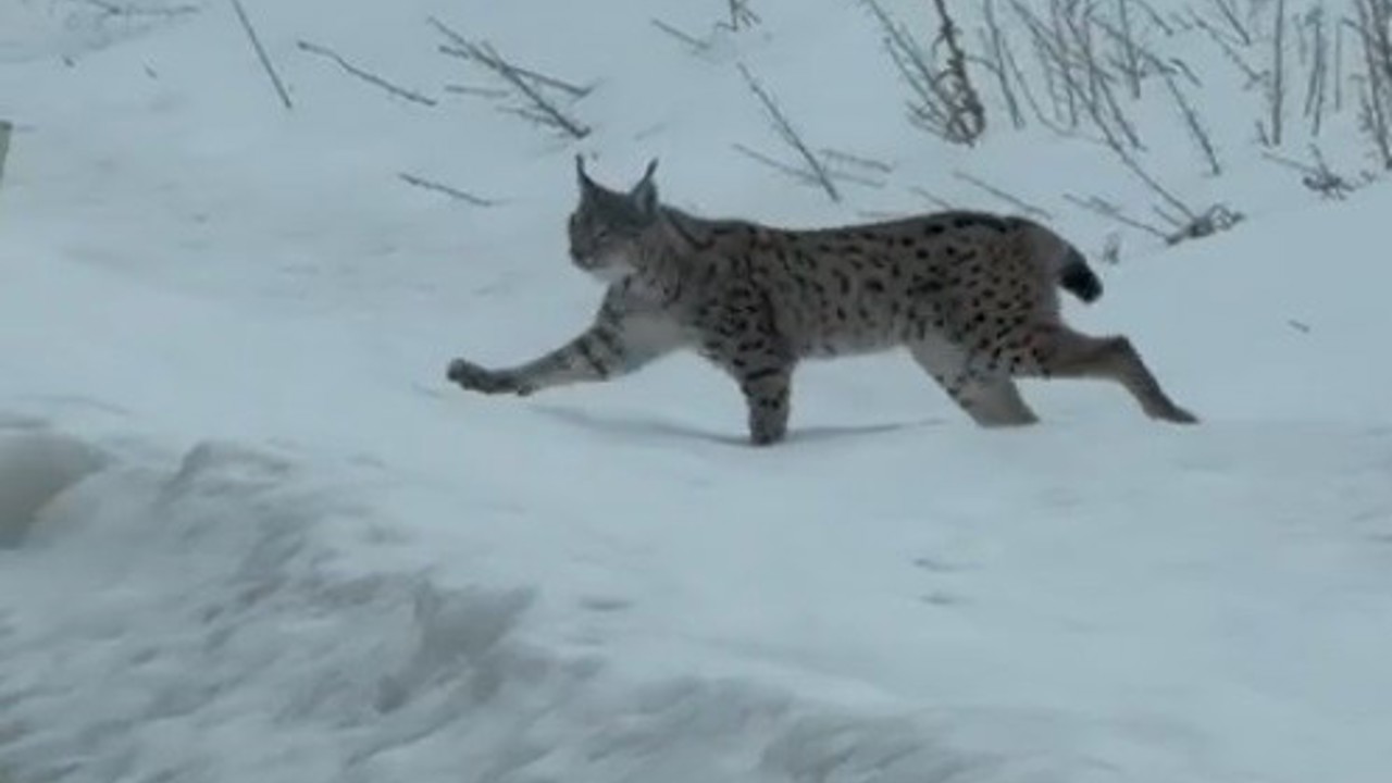 Nesli tükenme tehlikesi altında bulunan iri cüsseli vaşak Bayburt kırsalında görüldü
