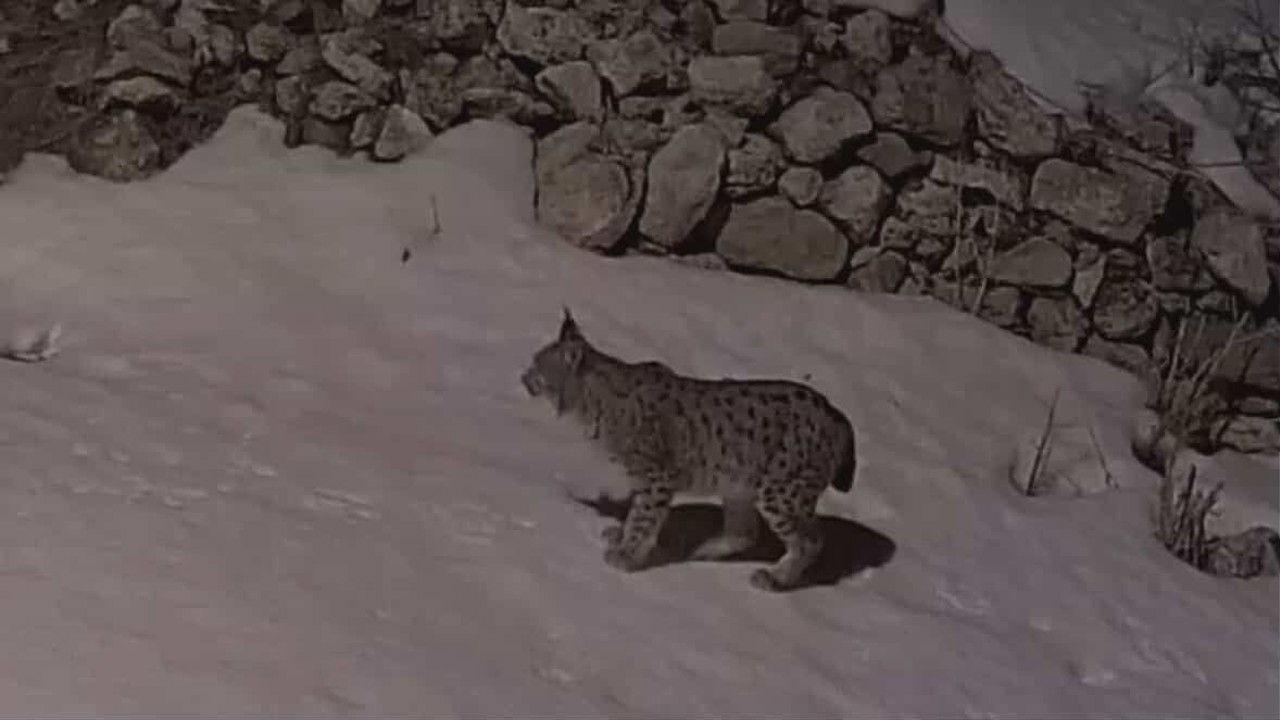 Köy yerleşim alanında yiyecek arayan vaşak güvenlik kamerasına yansıdı
