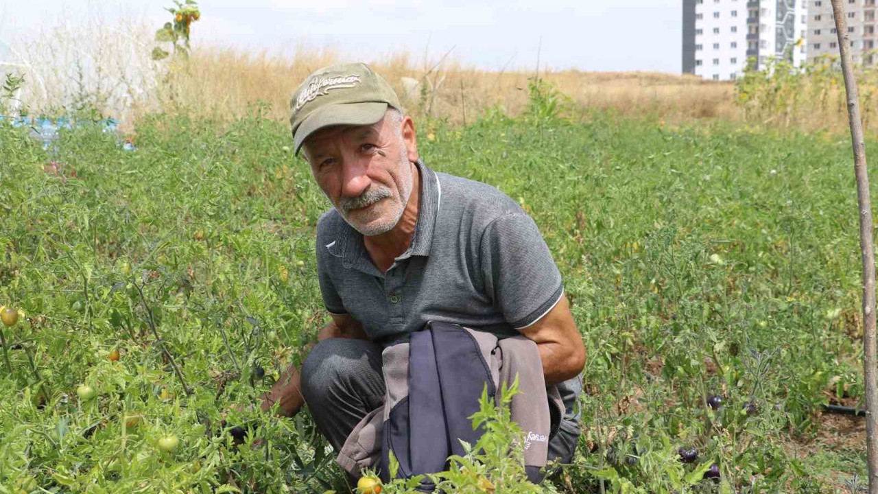 Yakalandığı hastalık, ata tohum mücadelesine engel olmadı
