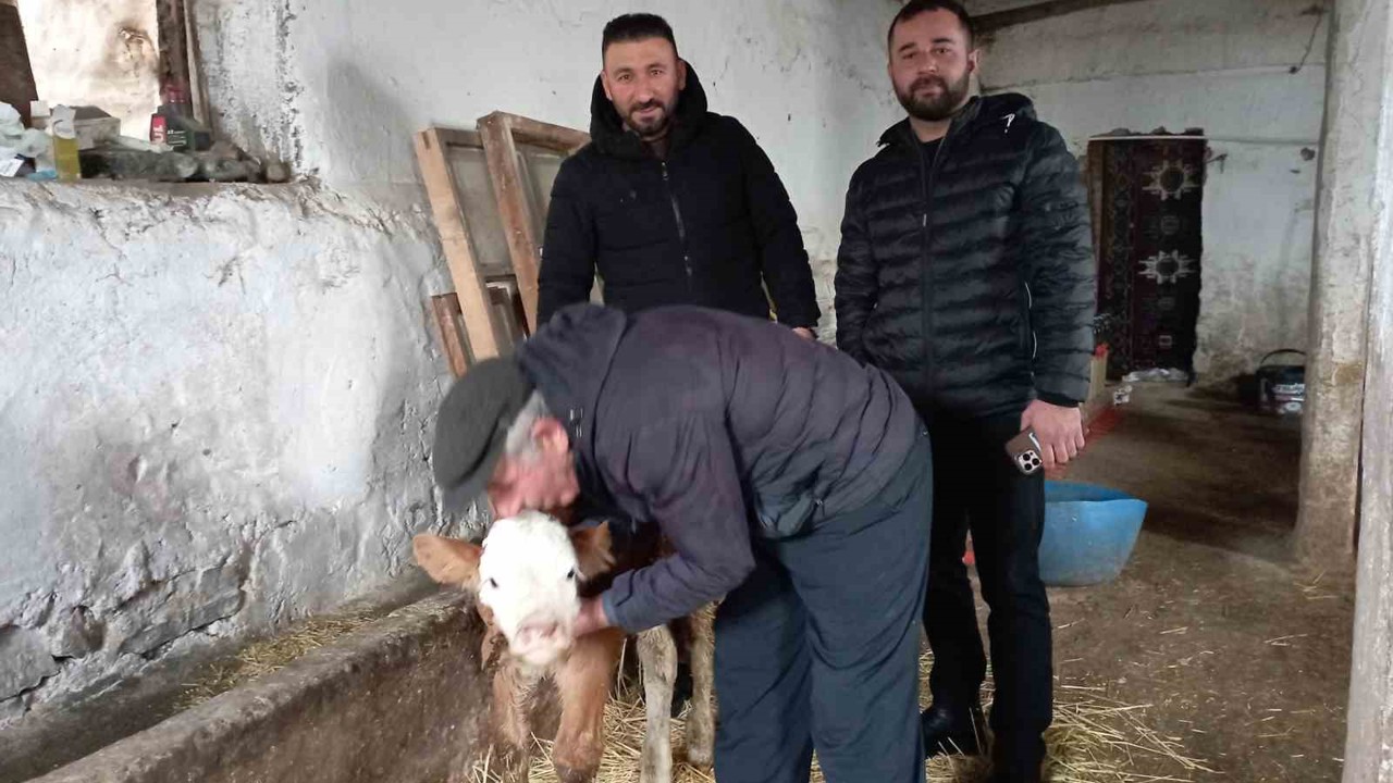 Hasta buzağıya evinde baktı
