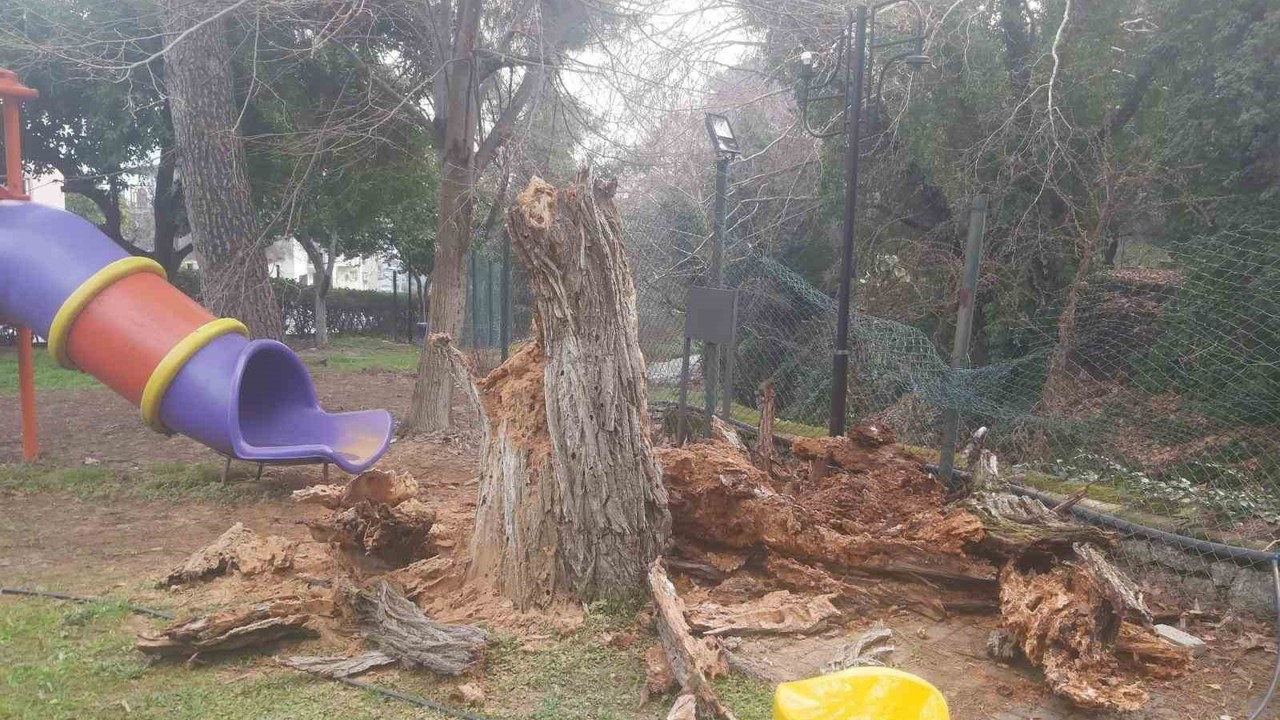 Bozdoğan’da ağaç devrildi, duvar çöktü: 2 yaralı
