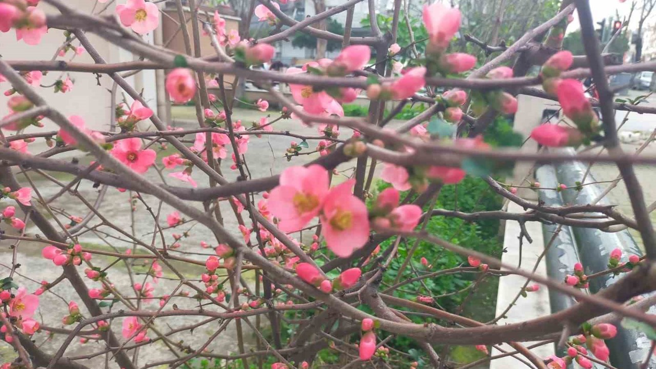 İzmir’de ayva çiçek açtı
