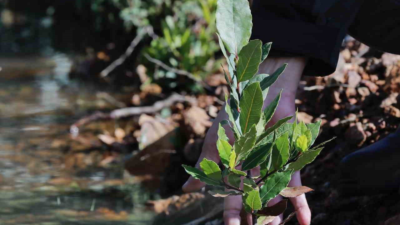 Yamanlar’da yanan ormanlar yeniden yeşeriyor
