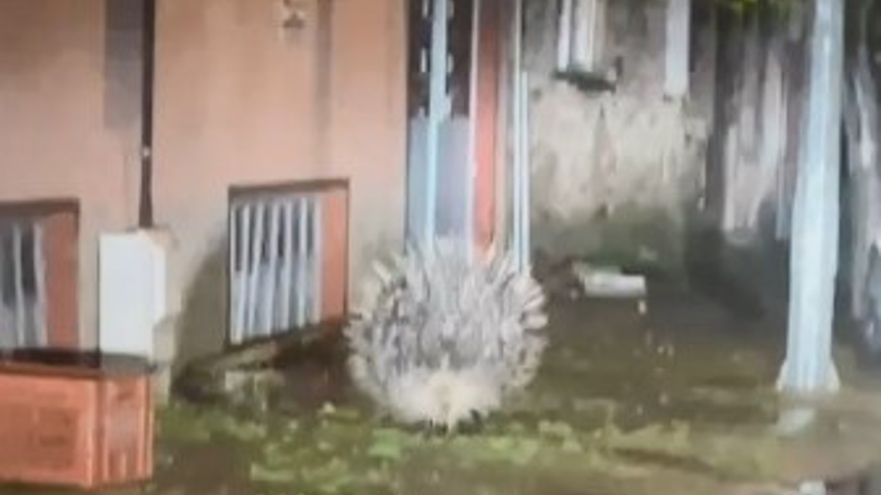 Yenipazar’da nesli tükenmekte olan oklu kirpi kameraya yansıdı
