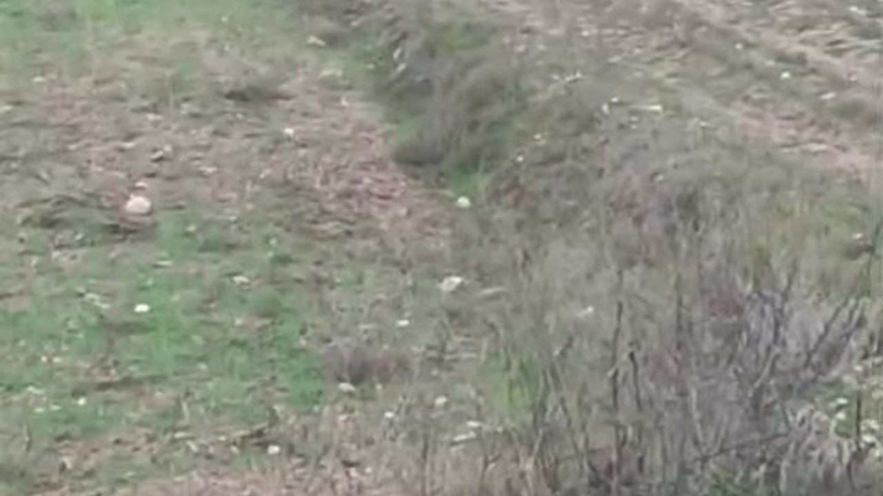 Çiftçinin kurtla ilginç diyaloğu kamerada
